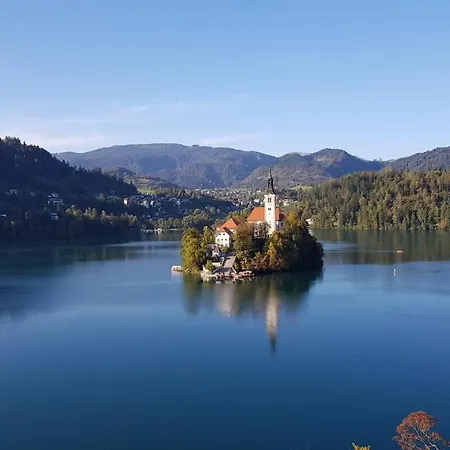 Alex Bumblebee Daire *